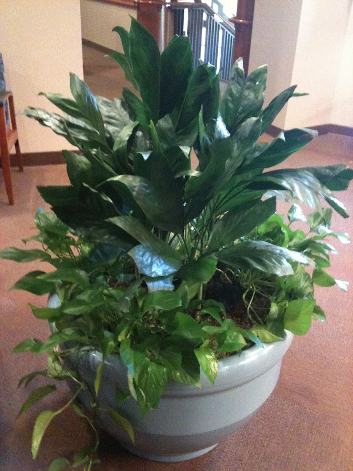 Lulu Pokinghorn - The Plant Lady project